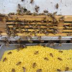 Pure Fresh Natural Rape Pollen Bee Product for Beekeeping Breeding for sale