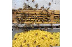 China Pure Fresh Natural Rape Pollen Bee Product for Beekeeping Breeding supplier
