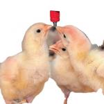 Automatic Nipples Water Drinking system poultry feeder for pig animals for sale