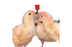 China Nipple Drinker Water Drip Cups For Poultry Automatic Chicken Drinking System supplier