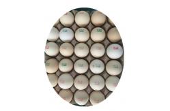 China 12V 4A Digital Egg Printing Machine , Automatic Batch Code Printing Machine  supplier