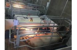 China Hot Dip Galvanized Piglet Nursery Swine Farrowing Crates 2.4*1.8M supplier