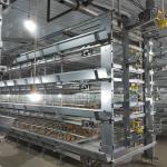 40000 Birds Baby Chick Cage for sale