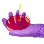 Smooth Surface Sterile Petri Dish Medical Laboratory for sale