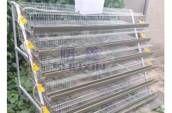 China Galvanized Commercial Quail Laying Cage , Quail Battery Cages Automatic Feeding supplier