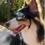 Uv Wind Dust Protection 0.5kg Dog Sunglasses With Adjustable Strap for sale