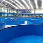 Temperature Controllable High Density Recirculated Aquaculture System RAS Farming System for sale