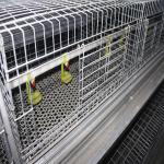 Farming Coop Broiler Chicken Cage Animal Husbandry Equipment for sale