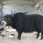 Customized Lifelike Animatronics Robotic Animal Wild Yak Replications For Exhibition