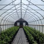 LED Light Secure Greehouse With Automatic Ventilation System And Shading System for sale