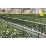 Water Saving NFT Hydroponic System Solution For Home And Commercial Use