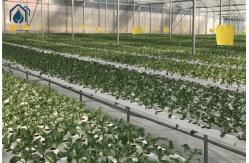 China Water Saving NFT Hydroponic System Solution For Home And Commercial Use supplier