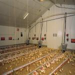 Fully Automated Modular Steel Structure Poultry House Fireproof Prefab Farm Buildings for sale
