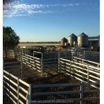 Wholesales Price 1.6M Galvanized Cattle Panels Welded Livestock Horse Sheep Fence Panels For Farm for sale