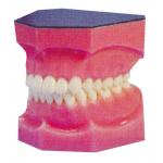 China Amplified dental teeth model for Internship and Medical Students Training for sale
