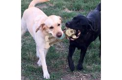 China Monkey Shape Indestructible Plush Dog Toys Soft Dog Toys For Heavy Chewers supplier