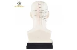 China Eco Friendly 20cm Head Acupuncture Body Model Without Effusion Liquid supplier