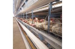 China Q235 A / H Frame Chicken Poultry Cage 3-10Floors With Egg Collection supplier