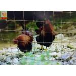 Transparent Plastic Poultry Netting, Plastic Poultry Netting, Chicken Wire Mesh Fencing, Thailand Chicken Net for sale