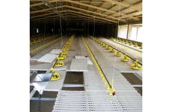 China Complete Auto Broiler Poultry Farm System For Chicken Water supplier