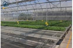 China Agriculture Wire Mesh Seed Bench Growing Tables Greenhouse Rolling Benches supplier