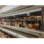 Automatic Birds Harvesting Battery Chicken Cage For Broilers Chicken Raising Equipment for sale
