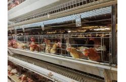 China High Brood Survival Rate Layer Chicken Cage Multilayer Partition Structure supplier