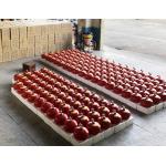 6L Hanging Fire Extinguishing HFC-227ea/FM200 Automatic Fire Suppression System for sale