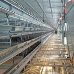 SGS H Frame 30000 Birds Ready To Lay Chicken Cage 650mm Length for sale
