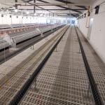 Farming Equipment Poultry Pan Feeding System Automatic Breeder Parent Chicken Drinking