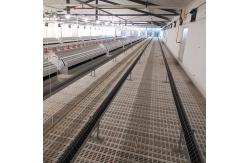 China Farming Equipment Poultry Pan Feeding System Automatic Breeder Parent Chicken Drinking supplier