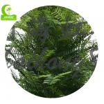 Height 250cm Artificial Yew Tree