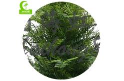 China Height 250cm Artificial Yew Tree supplier
