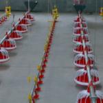 220v Electricity Hen Farm House Broiler Poultry Equipment for sale