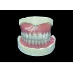 Easy-to-Clean Custom Cast Partial Dentures Ideal for Restoring Chewing Ability and Smiles for sale