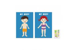 China Removable Body Learning Custom Dry Erase Poster Board 48x36 With Magic Stickers supplier