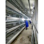 H Type Fully Automatic Broiler Chicken Cage 144 Chickens 162 Chickens for sale