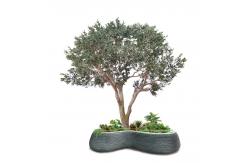 China Custom Fiberglass Olive Artificial Landscape Trees Garden Decoration supplier