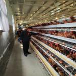 380V 3phase Farm Layer Chicken Cage For Laying Hens SGS Approval for sale