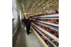 China 1950×2300×2000 Automatic Layer Battery Poultry Chicken Cage Chicken Layer Farming Equipment supplier