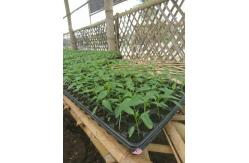China 1L Propagation 200 Cell HIPS Plastic Seedling Tray Greenhouse Nursery Seed Tray supplier