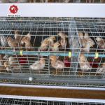 A Type Baby Chick Cage Include Automatic Drinking System for sale