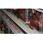 Low Carbon Steel Wire 4mm Poultry Feeding Trough For Chicken Cage for sale