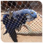 Flexible Stainless Steel Bird Mesh High Intensity 20mm - 200mm Aperture