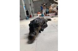 China Interactive Realistic Crocodile Costume For Amusement Park supplier