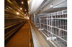 China Q235 Automated Chicken Layer Farming Cage Battery Cages For Poultry Chicken Layer supplier