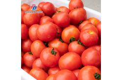 China 2.5KW Potato Flat Roller Cleaning Equipment Seafood Cleaning Machine supplier