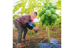 China Protein Hydrolysis Yeast Extract Proteolytic Enzymes Papaya 50TU/MG-1000TU/MG supplier