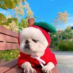 Fruit Shape Cloth material 1kg Pets Wearing Clothes
