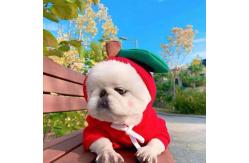 China Fruit Shape Cloth material 1kg Pets Wearing Clothes supplier